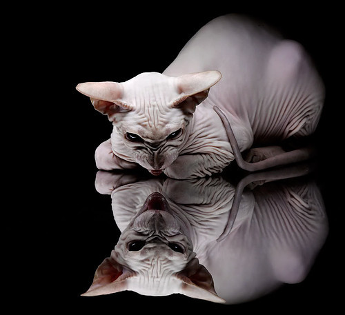 “历史回顾：NBA几十年来的十大经典封盖”，nba封面人物是谁