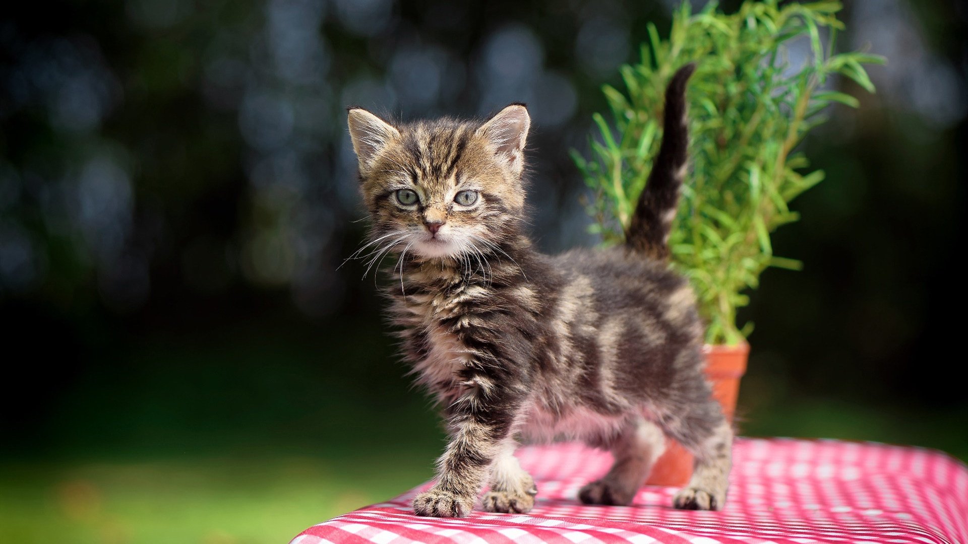 “意甲年轻力量崭露头角，成就赛季精彩一幕”，意甲年轻门将