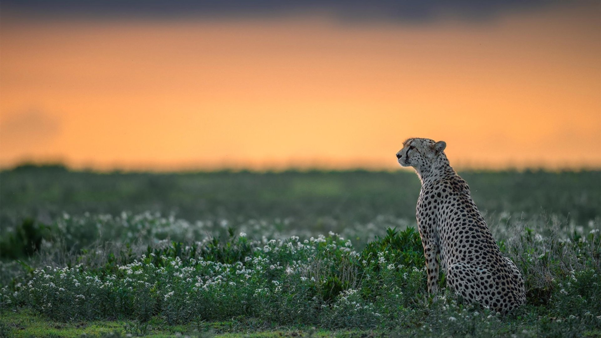 “攻势如潮，比分持续飙升！谁能守住领先优势？”，即时比分查询
