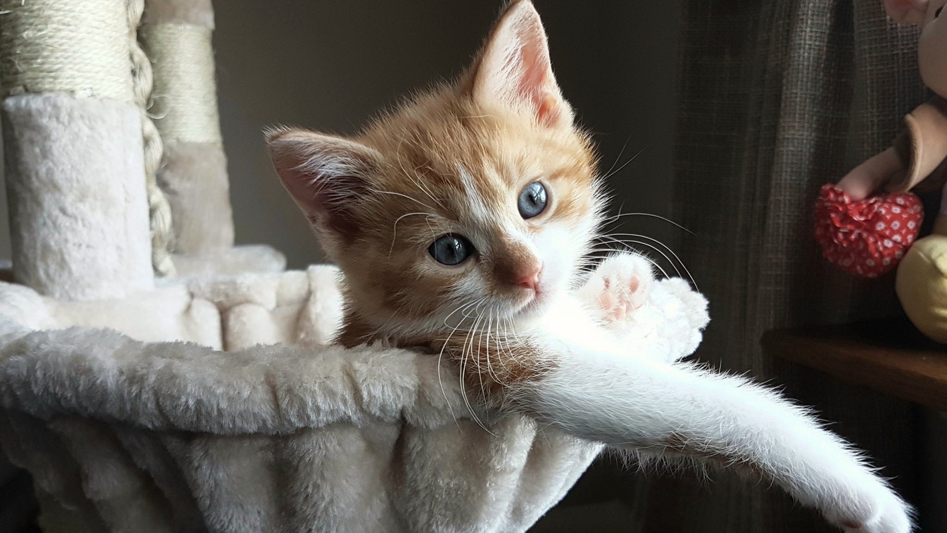 《【幕后揭秘】职业主播How技术打造爆款内容》，主播幕后运营